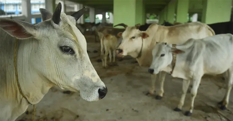 পশ্চিমবঙ্গে প্রকাশ্যে পশু জবাই নিষিদ্ধ