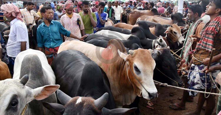 12.47m sacrificial animals available for Eid-ul-Azha, 2.68m surplus