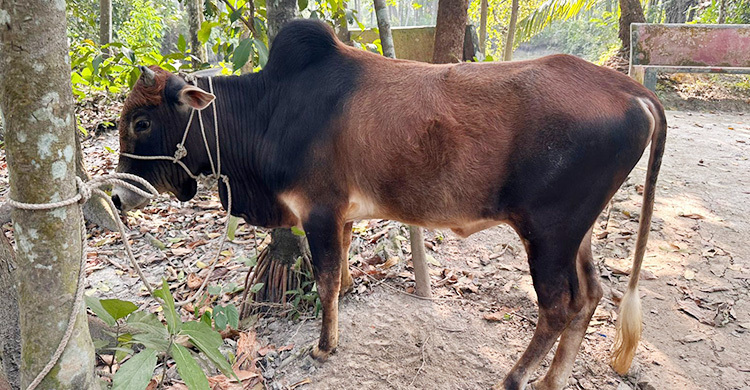 খালেদা জিয়ার সুস্থতা কামনায় বিএনপি নেতার গরু সদকা