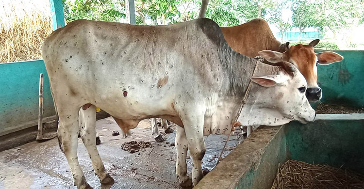 শার্শায় ছড়াচ্ছে গরুর লাম্পি রোগ, দিশেহারা খামারিরা
