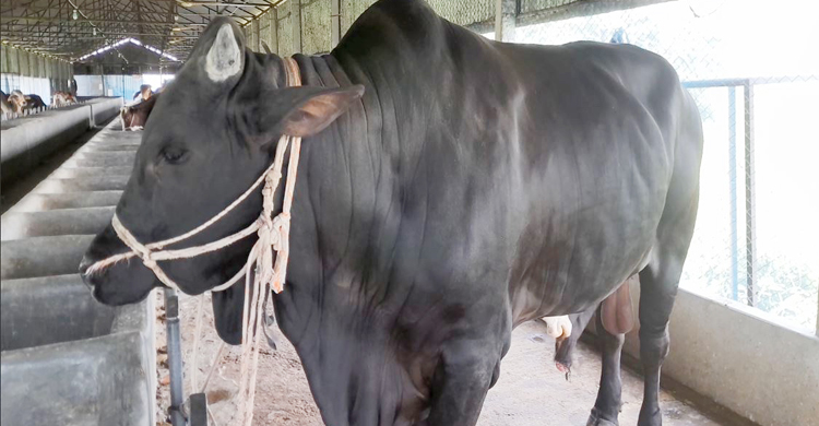 ২৫ মণের কালোমানিকের দাম ১০ লাখ