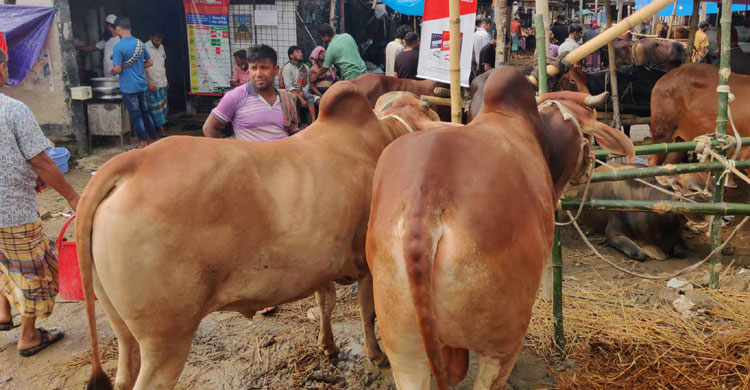 এক-দেড় লাখে গরু, ২৫-৩০ হাজারে খাসি খুঁজছেন ক্রেতারা