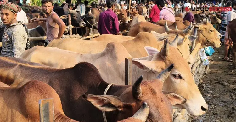 হাতিয়ায় ছোট গরুর বড় বাজার