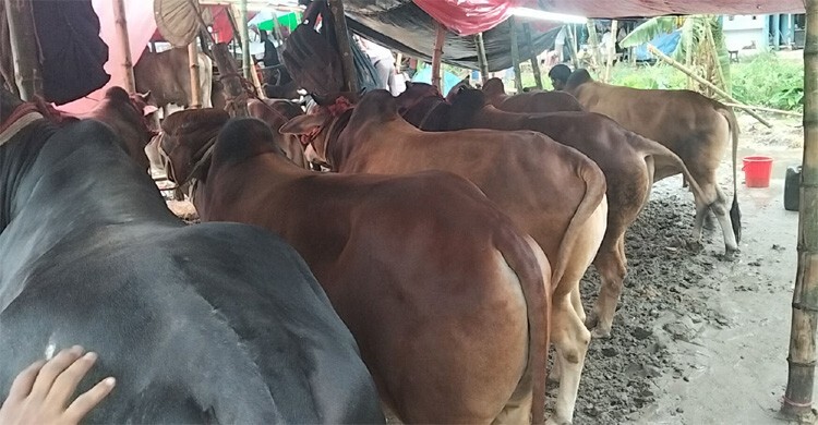 বৃষ্টি-কাদা উপেক্ষা করে জমজমাট শাহজাহানপুর ও কমলাপুর পশুর হাট