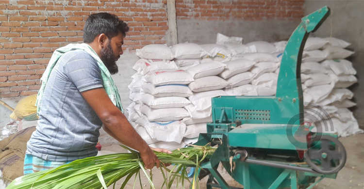 কোরবানির আগেই গরুর দাম বাড়ার শঙ্কা