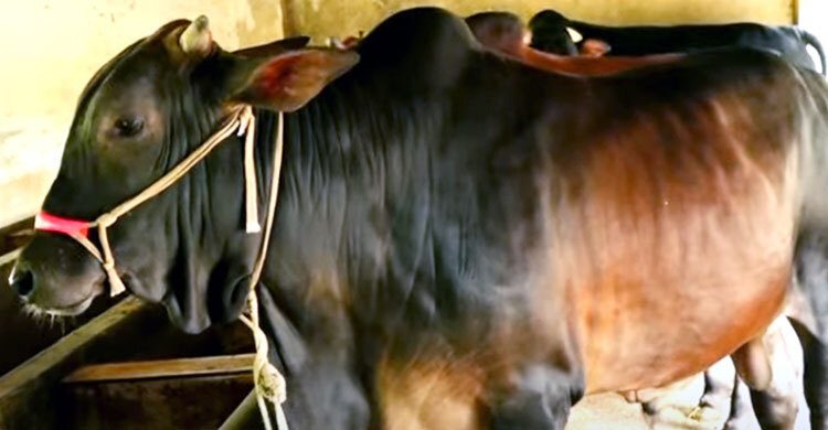 টাঙ্গাইলে চাহিদার চেয়ে বেশি কোরবানির পশু