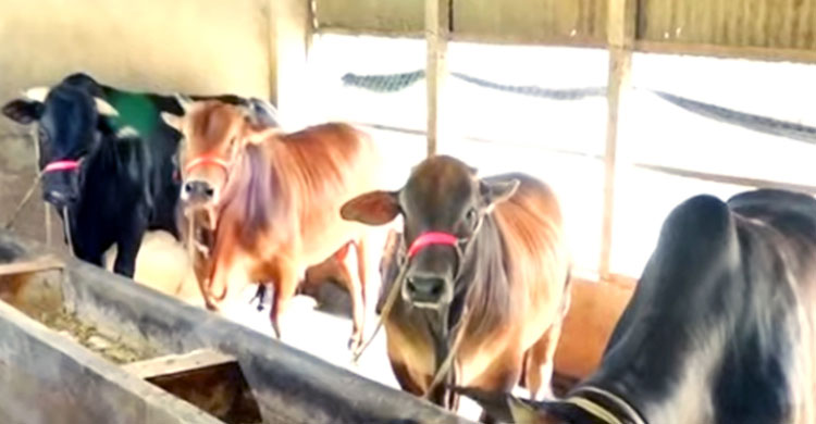 টাঙ্গাইলে চাহিদার চেয়ে বেশি কোরবানির পশু