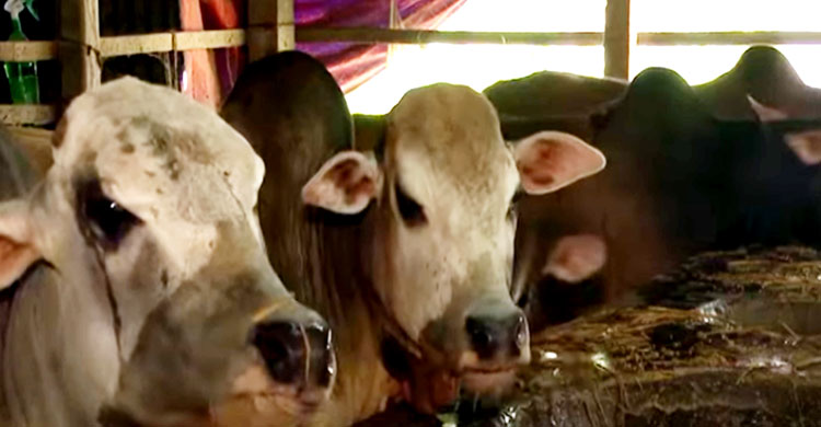 টাঙ্গাইলে চাহিদার চেয়ে বেশি কোরবানির পশু