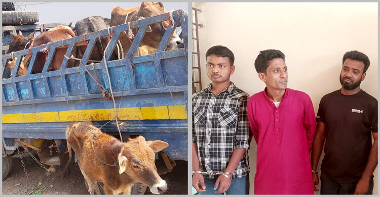ঢাকা-চট্টগ্রাম মহাসড়কে পিকআপবোঝাই গরু ছিনতাইয়ের চেষ্টা, গ্রেফতার ৩