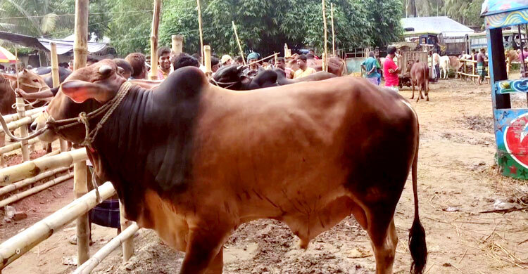 জমে উঠছে পশুর হাট, চাহিদা বেশি মাঝারি গরুর