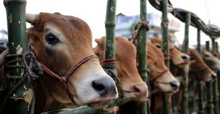 No shortage of sacrificial animals in Rajshahi cattle markets
