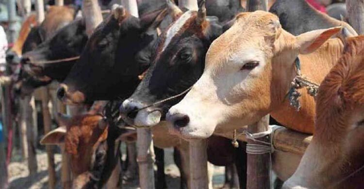 Sales of sacrificial animals to start in Dhaka on Thursday