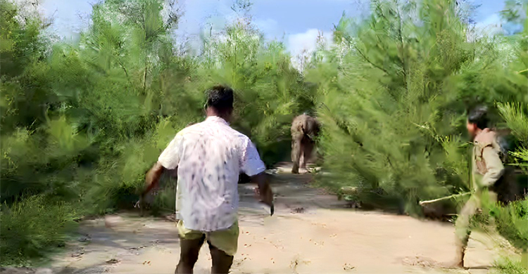 বনে ফেরানো যায়নি নদী সাঁতরে আসা বাচ্চা হাতিটি