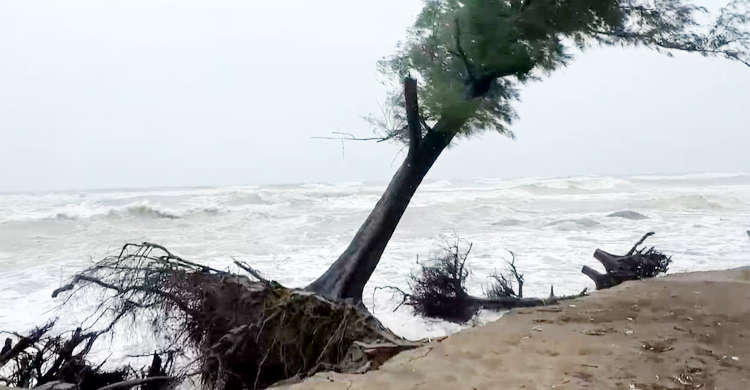 জোয়ারে বেলাভূমি ভেঙে উপড়ে পড়ছে ঝাউবন