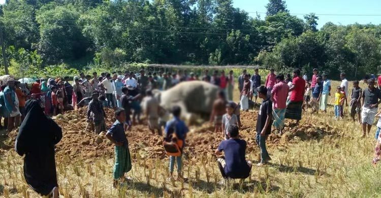 উখিয়ায় ধানক্ষেতে বন্যহাতির মরদেহ, উৎসুক মানুষের ভিড়