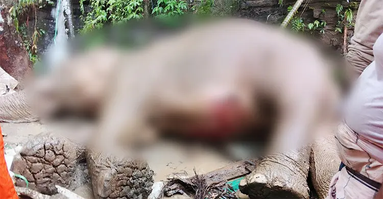 টেকনাফে পাহাড় থেকে পড়ে আহত হাতিটি মারা গেছে