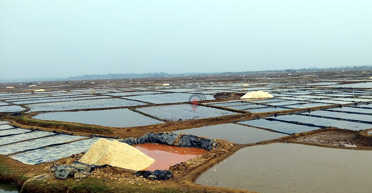 উৎপাদন খরচও উঠছে না লবণ চাষিদের