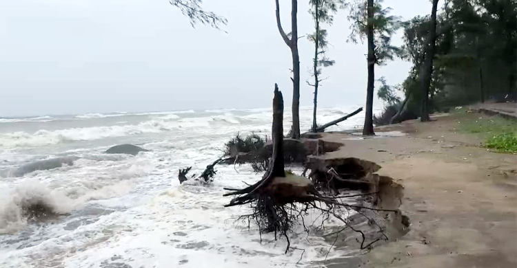 জোয়ারে বেলাভূমি ভেঙে উপড়ে পড়ছে ঝাউবন