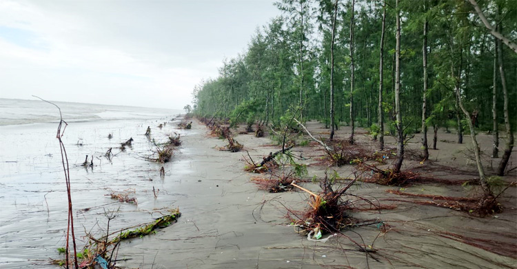জোয়ারে বেলাভূমি ভেঙে উপড়ে পড়ছে ঝাউবন