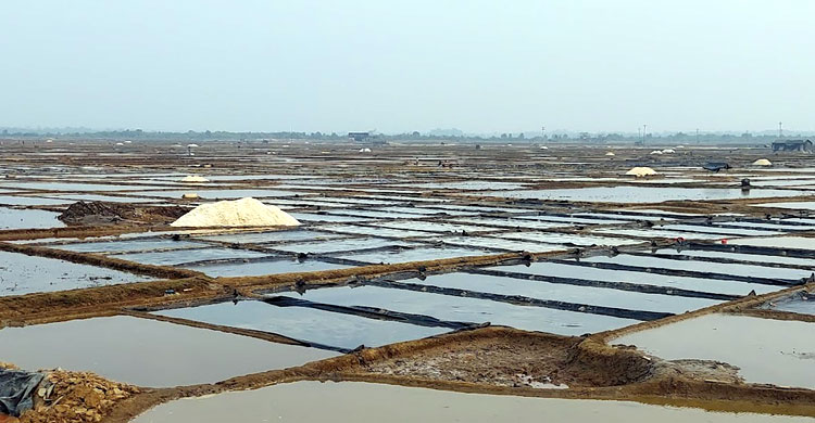 উৎপাদন খরচও উঠছে না লবণ চাষিদের