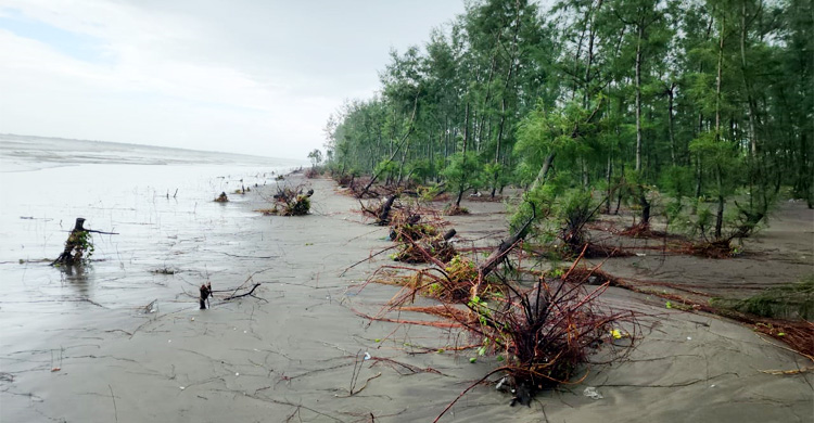 জোয়ারে বেলাভূমি ভেঙে উপড়ে পড়ছে ঝাউবন