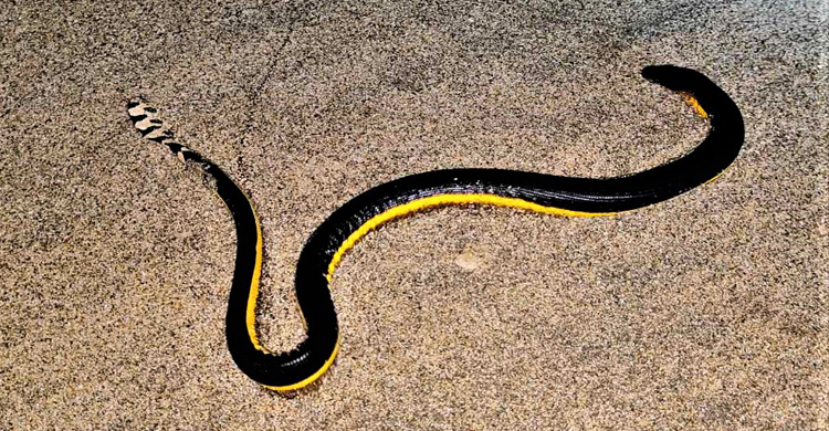 আরব সাগরের ভয়ংকর বিষধর সাপ ‘ইয়েলো বেলিড’ কক্সবাজার সৈকতে