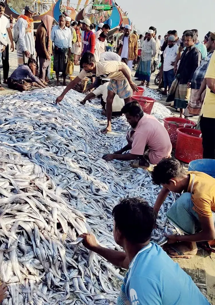 এক জালে ধরা পড়লো ১০৬ মণ ছুরি-ফাইস্যা মাছ, ৯ লাখে বিক্রি