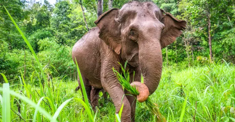 ‌‘ভোরে হাতির গর্জনে ঘুম ভাঙে, বাইরে এসে দেখি ছাবেরের নিথর দেহ’