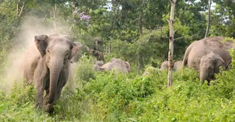 রামুতে বন্যহাতির আক্রমণে মা-মেয়ের মৃত্যু