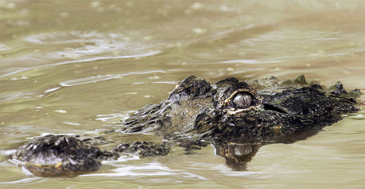 কুমির টেনে নিয়ে গেলো নারীকে