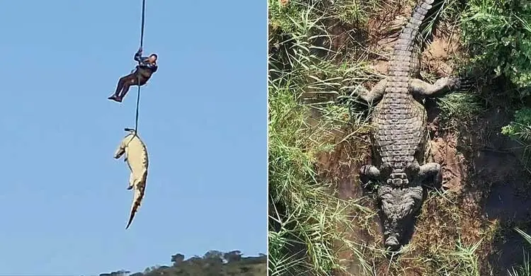 ১৫ ফুট কুমিরের পেটে মিললো মানুষের দেহাবশেষ