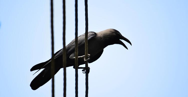 কাকের বিষ্ঠা পড়লে ওই পোশাক পরে নামাজ হবে?