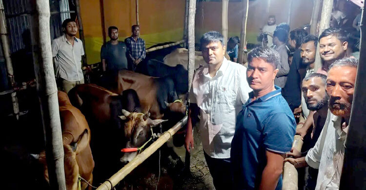 সীতাকুণ্ডে লুট হওয়া কোরবানির ১২ গরু উদ্ধার, যুবক গ্রেফতার