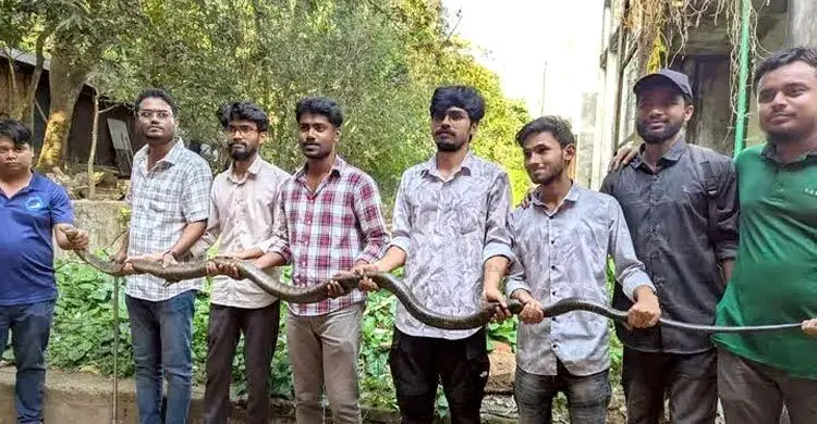 চবিতে ১২ ফুট লম্বা কিং কোবরা সাপ উদ্ধার