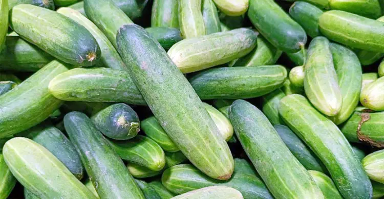 শীতেও শসা খাওয়া নিরাপদ, জানুন সঠিক নিয়ম