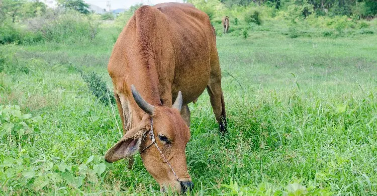 গৃহপালিত পশু কোরবানির নিয়ত করার পর নিয়ত পরিবর্তন করা যাবে?