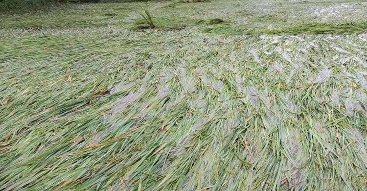 বৃষ্টি-বাতাসে নুয়ে পড়েছে ধান, সবজির ক্ষেতে পানি