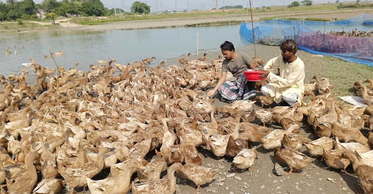 ইউটিউব দেখে হাঁসের খামার করে স্বাবলম্বী দুই বন্ধু