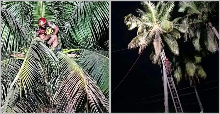 ডাব চুরি করতে গিয়ে গাছেই অজ্ঞান কিশোর