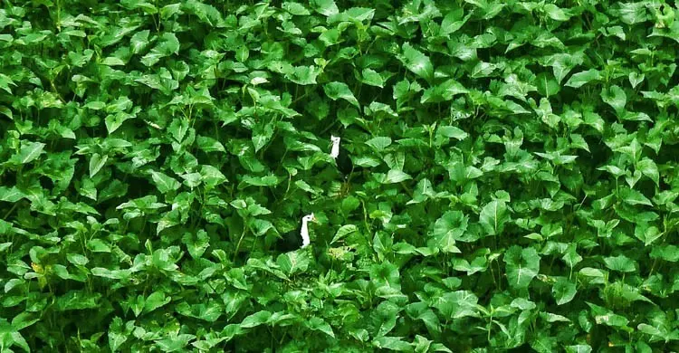 শ্যাওলা-কলমিলতার মাঝে ডাহুকের সংসার