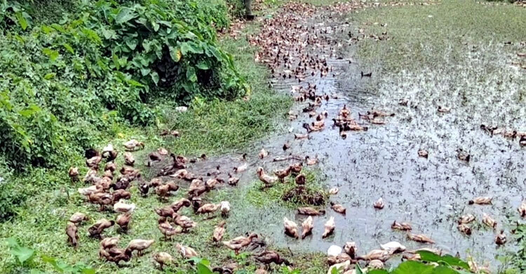 পিকআপ ভর্তি হাঁস ডাকাতি, দুদিন পর উদ্ধার