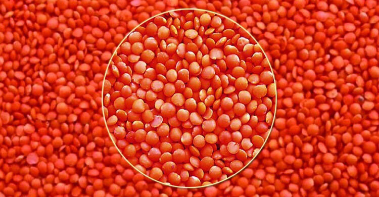 ৭ হাজার টন মসুর ডাল কিনবে সরকার, কেজি ৯১ টাকা ৮৮ পয়সা