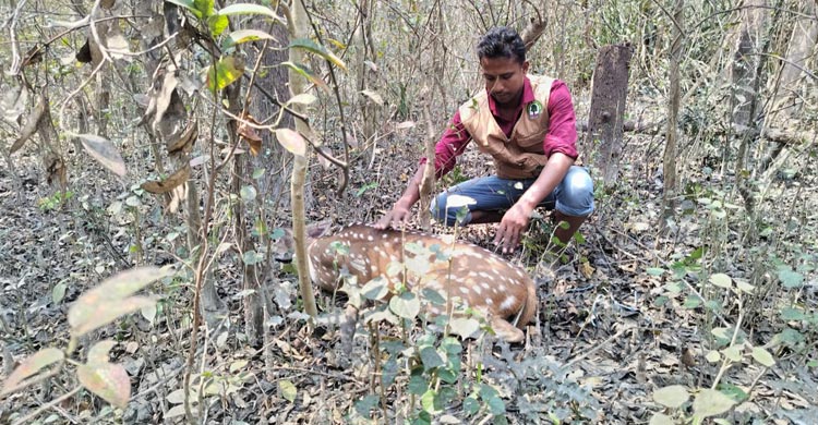 মনপুরায় লোকালয় থেকে আরও ৩ হরিণ উদ্ধার