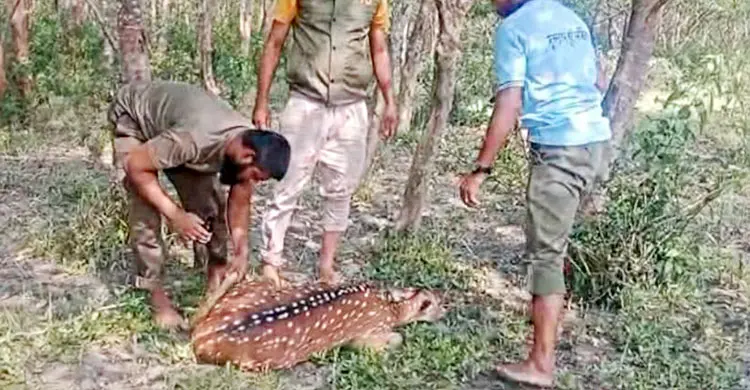 লোকালয়ে আহত দুই হরিণ, উদ্ধার করে বনে অবমুক্ত