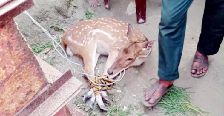 মোংলায় লোকালয় থেকে চিত্রা হরিণ উদ্ধার