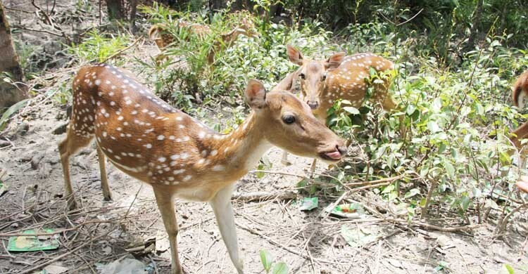 সুন্দরবন বাংলাদেশের পর্যটনের আশীর্বাদ