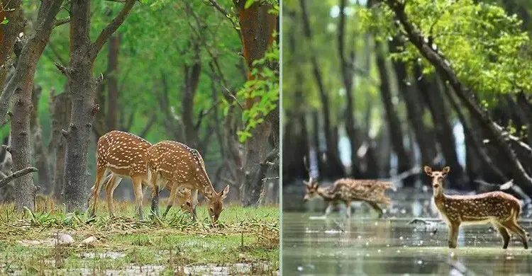 হারিয়ে যাচ্ছে চিত্রা হরিণ, প্রকৃতি রক্ষায় করণীয় কী?