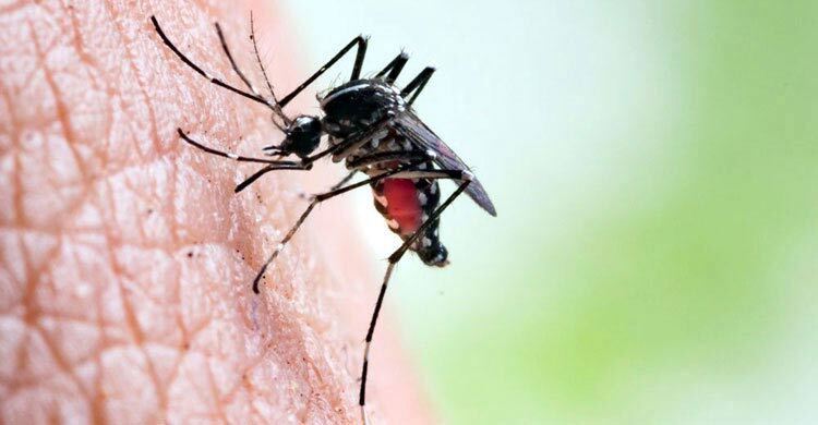 Dengue claims 5 more lives, 1,194 new cases reported