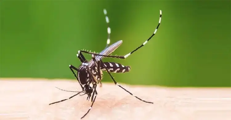 গরমের কারণে ডেঙ্গুর বিস্তার দ্রুত বাড়ছে