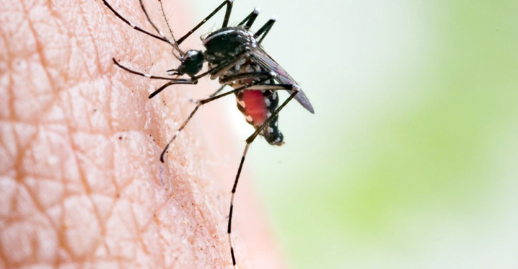 বৃষ্টি না কমলে ডেঙ্গু কমবে না: স্বাস্থ্য অধিদপ্তর